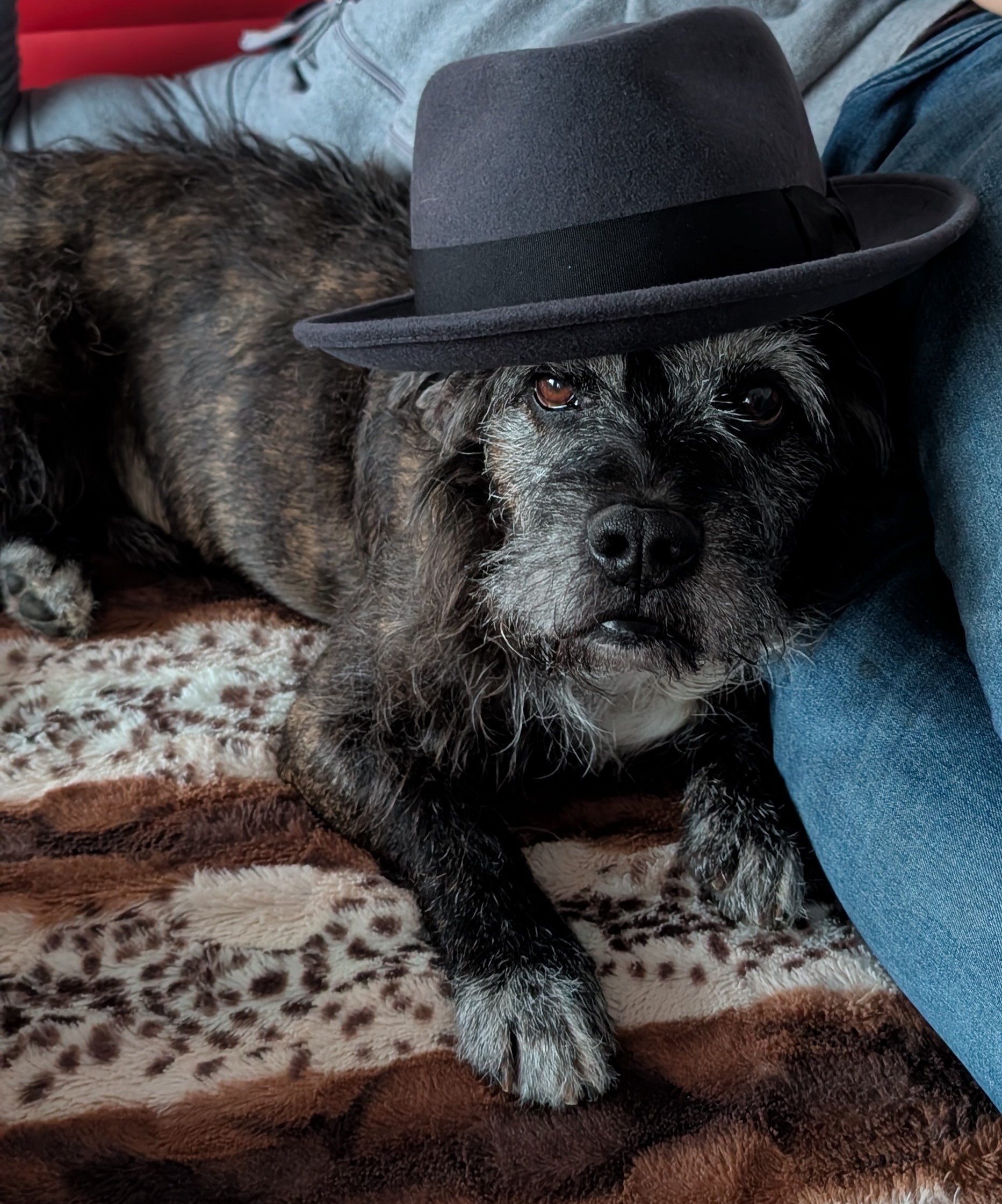 167153c2bbfd4d9196f0d0f1a3aa4cff_dog_with_a_hat.jpg